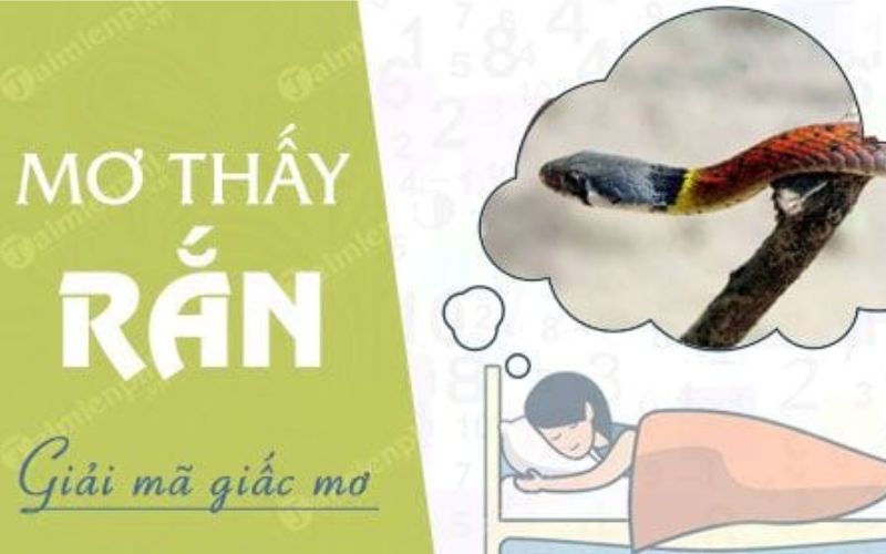 Ý nghĩa những giấc mơ về rắn